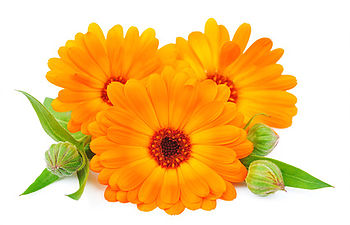 Calendula Calendula